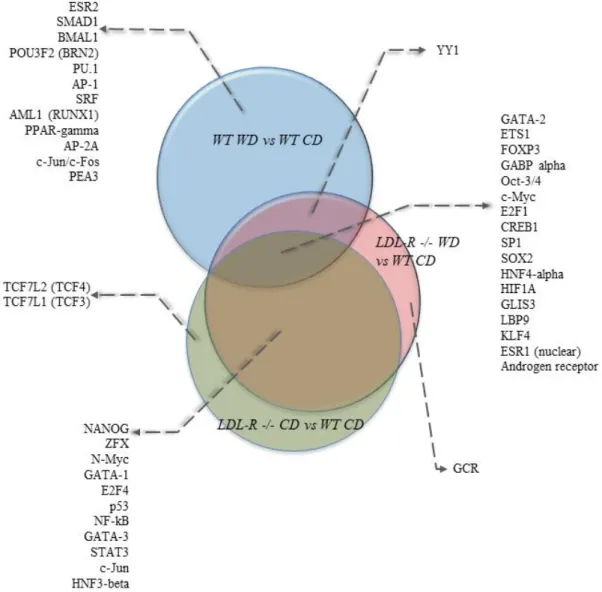 Figure  4.  Venn  diagram  of  the  top  30  transcription  factors  affected  by  diet  and  genotype  in  hippocampal microvascular endothelium