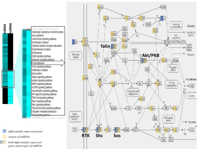 Figure 5. Effect of lipid injury on microRNA target differentially expressed gene pathways expression in hippocampal microvessels