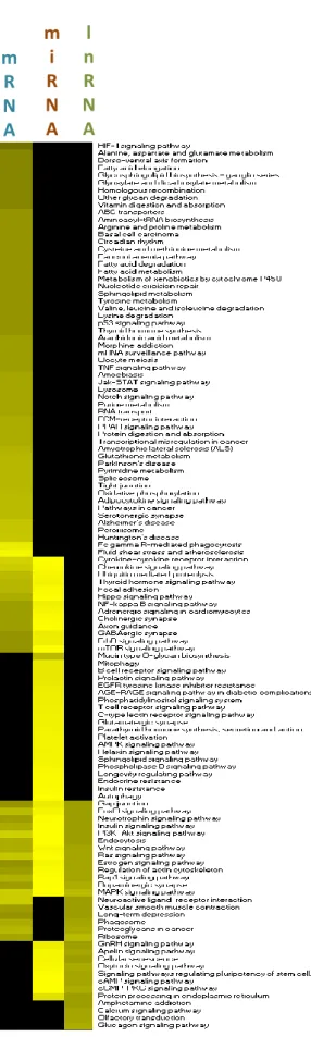 Figure 7. Heatmap of pathway analyses of differentially expressed genes, miRNA target genes, and lncRNA targets