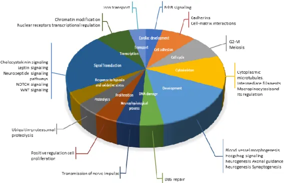 Figure 2. Gene Network Analysis of differentially expressed protein-coding genes in hippocampal  microvessels