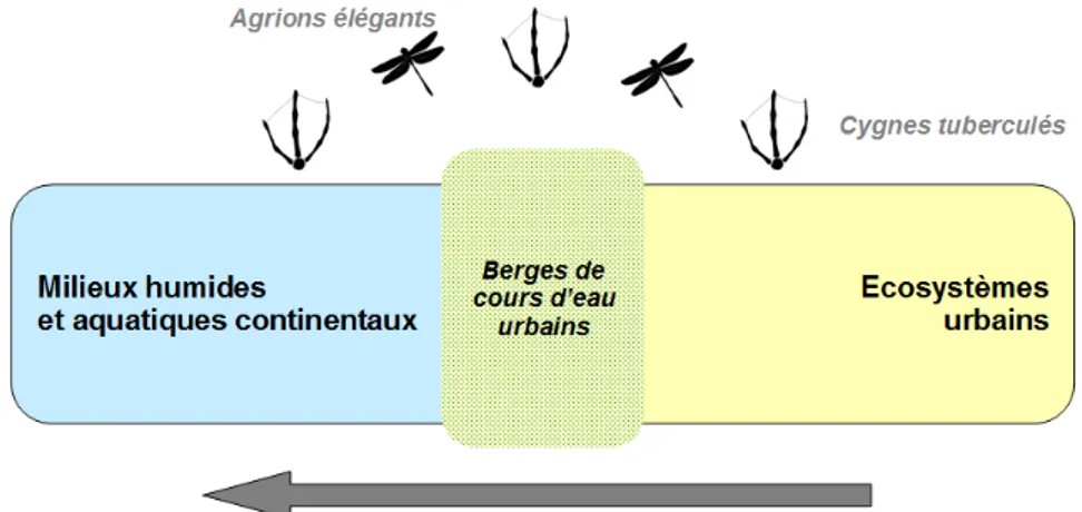 Figure 11 – Schéma non exhaustif des interactions entre milieux humides et écosystèmes urbains 