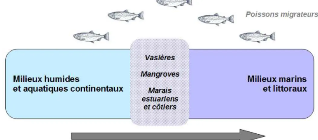 Figure 14 – Schéma non exhaustif des interactions entre milieux humides et milieux marins et littoraux 