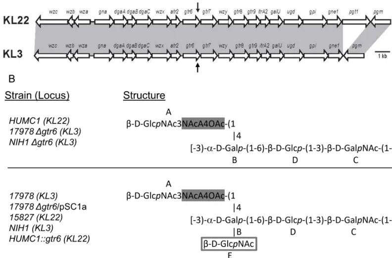 Fig 1. Capsular gene loci for A. baumannii KL3 and KL22 and capsular carbohydrate composition and linkage of KL22, and KL3 capsule locus strains