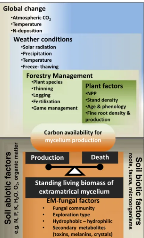 Fig. 1 Overview of the factors that directly or indirectly may affect the production, standing biomass and death of the  extra-matrical mycelium of ectomycorrhizal fungi