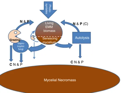 Fig. 2 Simplified scheme showing the different routes for turn- turn-over of extramatrical mycelium (EMM)