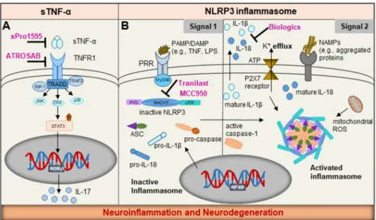 Figure 3. Schematic representation of potential therapeutic approaches targeting common path- path-ways in mast cells and microglia
