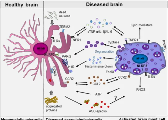 Figure 4. Schematic illustrating mast cell-microglia communication in the diseased brain
