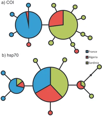 Figure 2. Statistical parsimony networks with based on 604 bp of the mitochondrial COI gene (a) and 219 bp of the nuclear hsp70 gene (b)