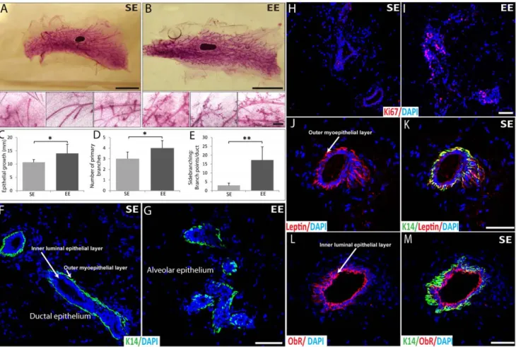 Figure 2. Analysis of normal mammary gland of 12-week-old mice housed in SE and EE cages for 9 weeks