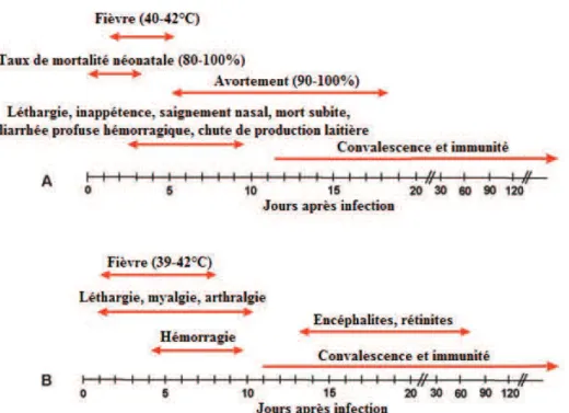 Figure 1.5 : Evolution de la maladie chez le bétail (A) et l’Homme (B)  © Bird et al. (2009) 