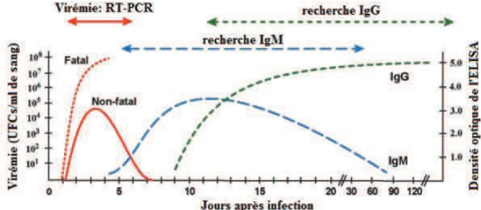 Figure 1.6 : Virémie et persistance des anticorps dans le sang après une infection virale de FVR chez l’animal  ©  Bird et al