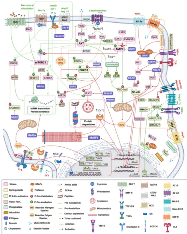 Figure 1. Signaling pathways regulating skeletal muscle mass and function. Myofiber representation of the different sig- sig-naling pathways controlling skeletal muscle mass and function during atrophy conditions