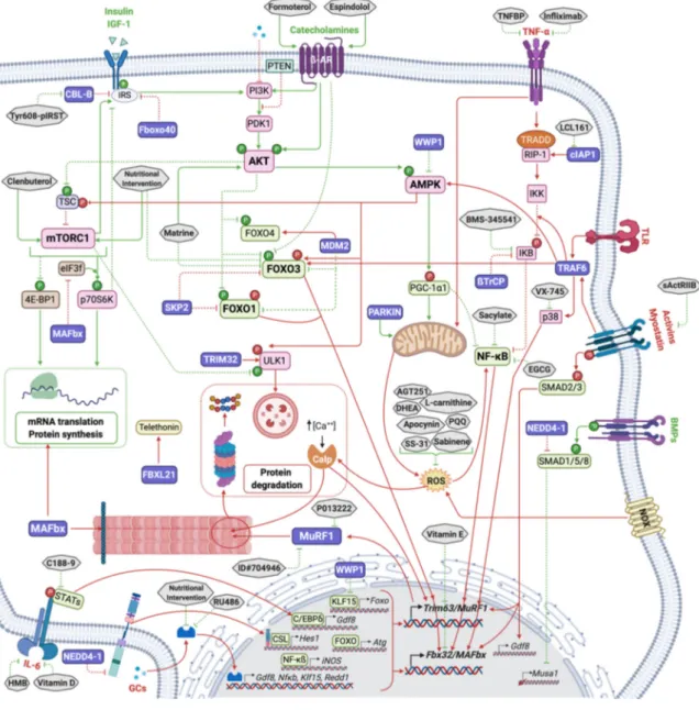 Figure 2. Cont.