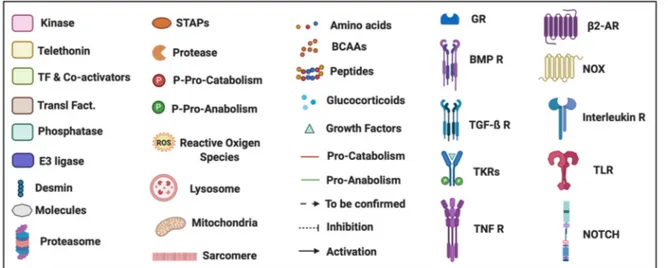 Figure 2. E3 ubiquitin ligases regulating skeletal muscle mass and molecules developed to modulate their activity and  expression