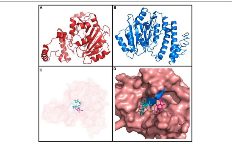 FIGURE 7 | Tertiary structure of Fgi-1 as modeled by (A) Phyre2, and (B) I-Tasser. (C) The glycosyltransferase main pocket [amplified in (D)] has predicted binding sites with complex carbohydrates, as N-acetyl-D-hexosamine (pink), energy donors (ATP/CTP, i
