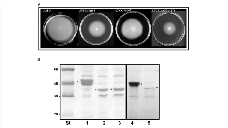 FIGURE 8 | (A) Motility on soft agar of A. piscicola AH-3 and A. hydrophila ATCC7966 T , and their mutants AH-3 1 Fgi-1 and ATCC 1 AHA4171grown 20 h at 25 ◦ C on soft agar