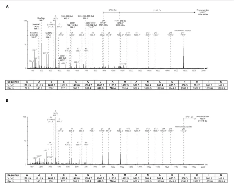 FIGURE 9 | MS/MS spectra of an A. piscicola AH-3 polar flagellin glycopeptide. (A) Wild-type flagellin is modified by a heterogenous heptasaccharide containing a pseudaminic acid derivative, hexoses, HexNAc with variable phosphorylation and methylation, an