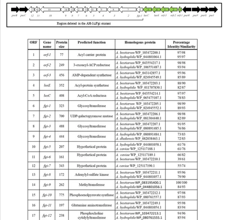 FIGURE 2 | Schematic representation of A. piscicola AH-3 polar flagellum glycosylation island (FGI)