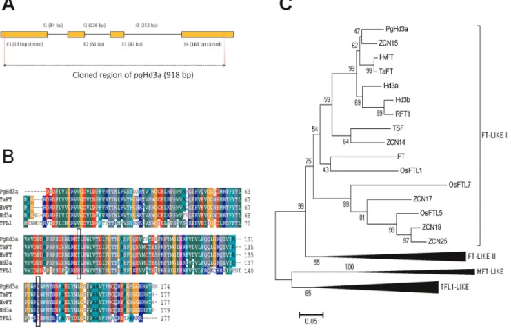 Figure 3. Structure of the pearl millet Hd3a orthologous and sequence similarity with PEBP family members