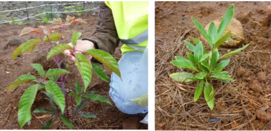 Fig. 4 Views of Geissois pruinosa (left) and Grevillea exul (right) 20 months after plantation at the Camps des Sapins mine, Thio, New Caledonia