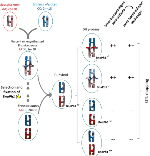 Fig. 1 Schematic representation of logic behind the QTL mapping approach implemented by Higgins et al