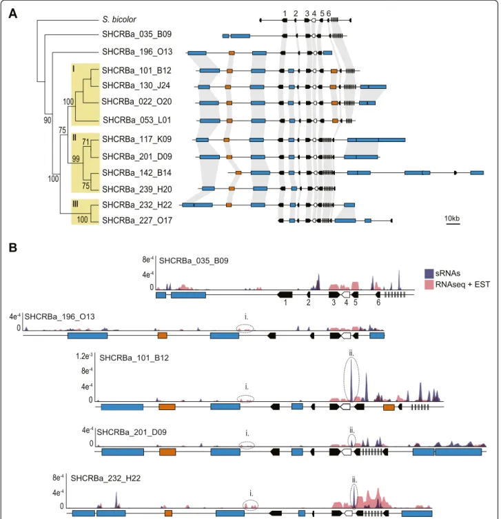 Figure 5 Physical and functional relationships of rpa1a sugarcane hom(e)ologous BACs compared to sorghum