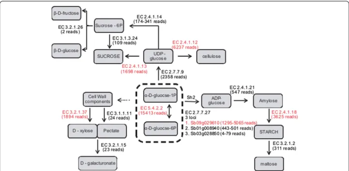 Figure 1 Schematic representation of the sucrose, cellulose and starch metabolic pathways, showing genes identified with supporting RNA-seq mapping information
