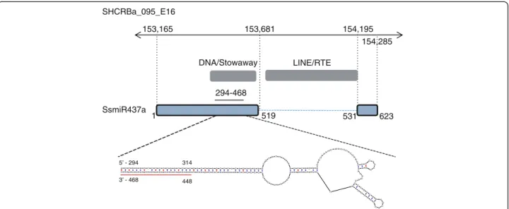 Figure S7A). Each 45S ribosomal unit was 8.8 Kb long, con- con-sisting of the 18S (1.8 Kb) ribosomal gene, the 208 bp internal transcribed spacer 1 (ITS1), the 5.8S (163 bp)  ribo-somal gene, the 216 bp internal transcribed spacer 2 (ITS2), the 26S (3.39 K