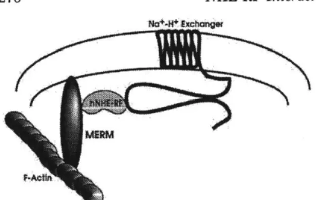 FIG.  4.  A  model  connecting  the  Na+-H+  exchangers  of  the plasma membrane  to the actin cytoskeleton  via the interaction of  hNHE-RF  to  the  NF2  tumor  suppressor merlin  and  related ERM  (MERM)  proteins.