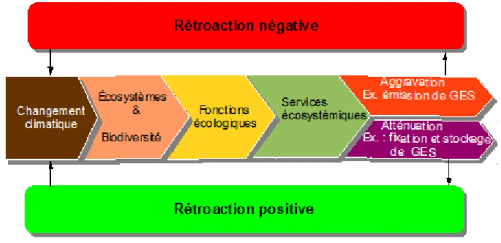 Figure 1.2 - Cadre conceptuel de l’analyse des boucles de rétroaction entre biodiversité,  services écosystémiques et changement climatique