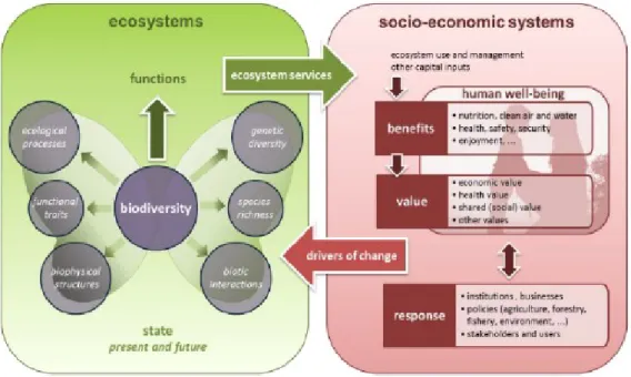 Figure 2.4 - Cadre conceptuel du groupe de travail MAES (2013) qui reconnaît à la biodiversité une place centrale.