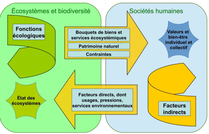 Figure 2.6 - Cadre conceptuel simplifié de l’EFESE