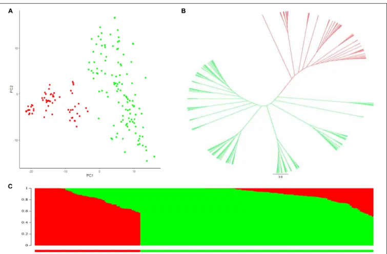 FIGURE 1 | Population structure analysis of the durum association mapping (AM panel). (A) Principal component analysis (PCA)