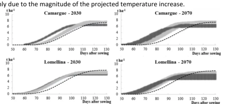 Figure 1. Daily average simulated values (20 years) of grain biomass in Camargue and Lomellina