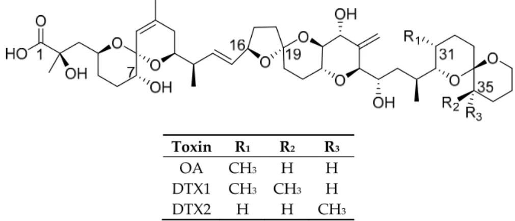 Figure 1. Structures of major okadaic acid (OA) group toxins. 