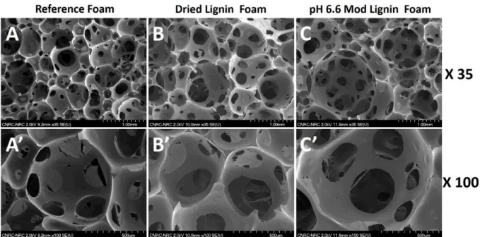 Figure 7: Scanning Electron Microscopy micrographs of Reference Foam (A, A’), Dried Lignin Foam (B, B’)  and pH 6.6 Mod Lignin Foam (C, C’), acquired at 35X (A, B, C) and 100X (A’, B’, C’) magnification