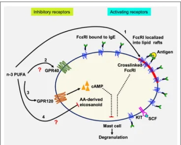FIGURE 6 | Schematic diagram showing possible actions of n-3 PUFA on LAD2 human MC. Human mast cells are complex immune cells which express both activating (FcεRI and KIT) and inhibitory receptors (GPR40 and GPR120), that must respond to stimuli in a balan