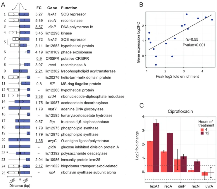 Figure 5. (A) Genes directly associated with LexA1 binding sites. Peaks are ordered from the most to the least enriched, with the distance from the center of the peak to the next coding region graphically represented