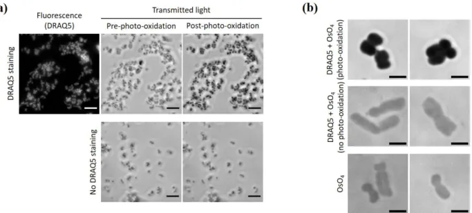 Fig. S3 ChromEM staining in isolated chromosomes (a) Isolated chromosomes either with or without  DRAQ5 staining were visualized under optical microscope (40Х objective lens) before and after  photo-oxidation