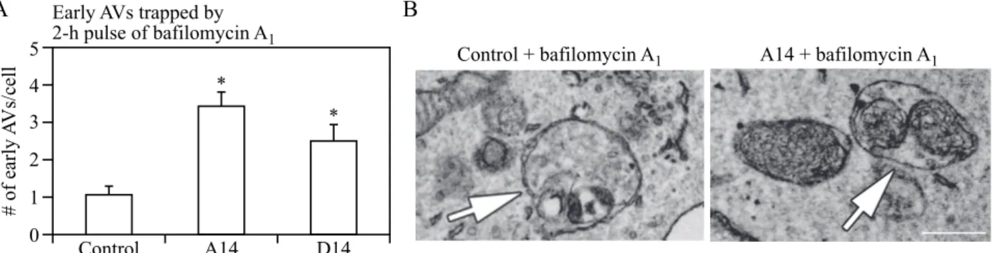 Figure 4. Autophagosomes with recognizable cargo are rare in cells. (A) To assess relative rates of autophagosome formation, the lysosomal inhibitor bafilomycin A 1 