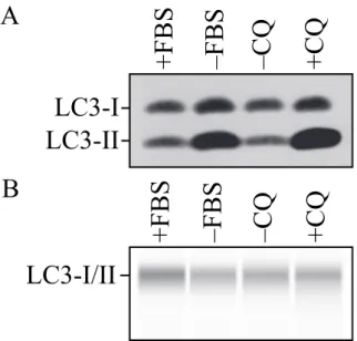 Figure  9. Detection  of  nonlipidated  (LC3-I)  and  lipidated  (LC3-II)  forms  of  the  LC3  protein  using  (A)  traditional  SDS-PAGE  and  western  blotting  or  (B)  the  WES  System  (WES  -  Automated  Western  Blots  with  Simple  Western;  Prote