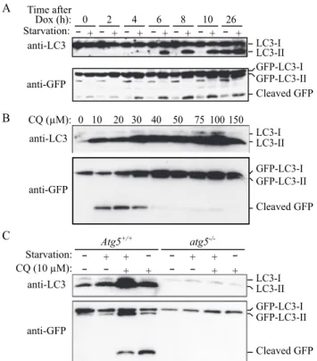 Figure  12. GFP-LC3  processing  can  be  used  to  monitor  delivery  of  autophago- autophago-somal  membranes