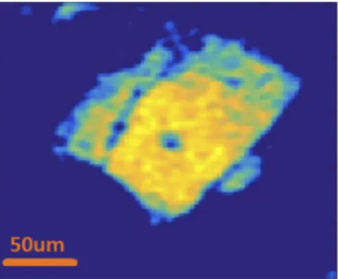 Fig. 8. Spectral cross-correlation of the image from Fig. 7(a) with the acetaminophen Raman spectrum shown in Fig