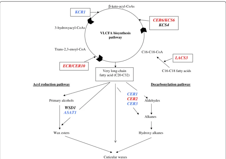 Figure 5 Schematic representation of the metabolic pathway involved in cuticular wax biosynthesis