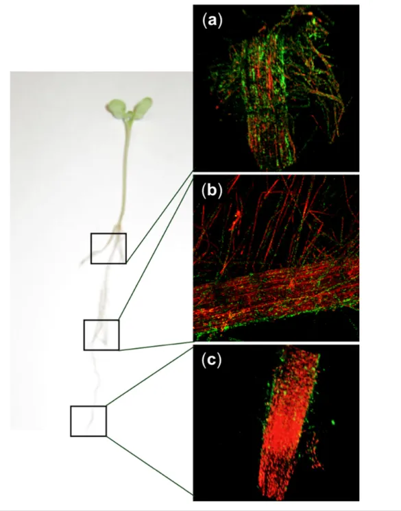 Fig. 2. Colonization of Nile red- stained canola roots with 1.0×10 5  c.f.u.  of  D. acidovorans RAY209- GFP per seed