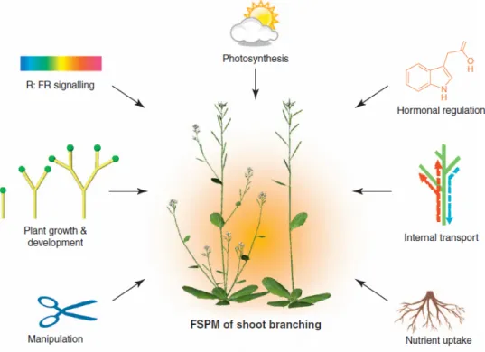 Figure 12: Virtual plants in its virtual laboratory (FSPM: Functionnal Structural Plant Model- Model-ing)