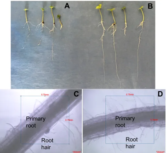 Figure S2. Effect of Delftia acidovorans RAY209 on canola root development. (A) and (C) =  control (uninoculated); (B) and (D) = RAY209 inoculation