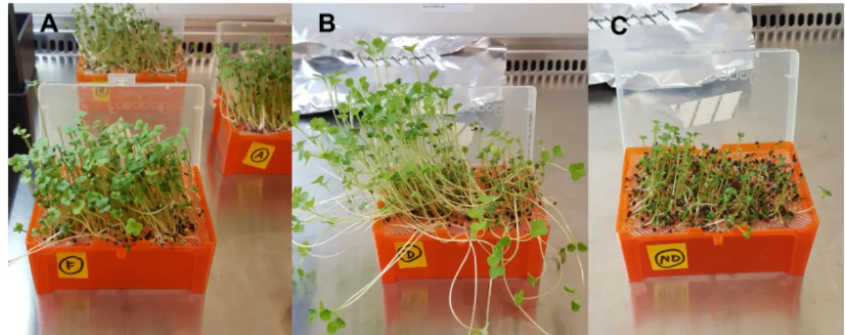 Table S1. Effect of Delftia acidovorans RAY209 on canola root development at day 15. 