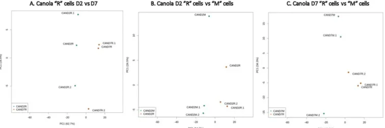 Figure S6. PCA plot of RAY209-canola expression profiles (DESeq2 regularized log  transformations of count data)