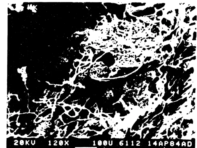 Figure 10:  Micrograph of normal kidney vasculature.